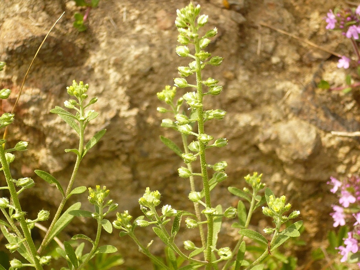 Alyssum alyssoides (Brassicaceae)